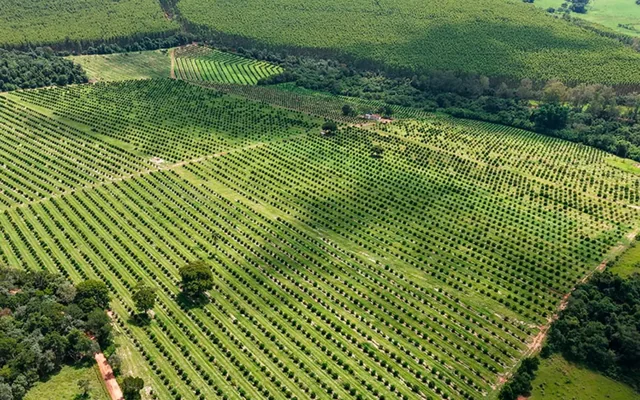 Vista aérea do pomar da Brasfruit — Fazenda Kamla, em Avaré, SP