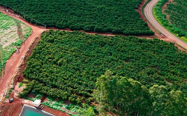 Vista aérea do pomar da Fazenda Santa Clara, projeto de abacate em Timburi, SP