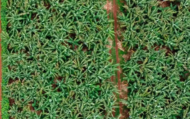 Vista aérea do cultivo de banana do projeto Bananas Terra Roxa, em Arandu, SP